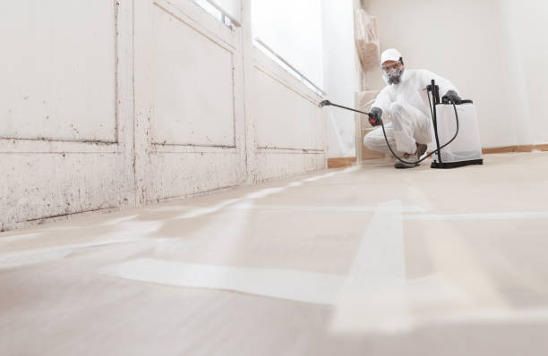 Black mold remediation team in Bryans Road